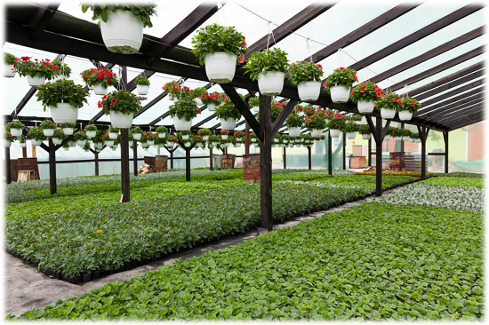 HORTICULTURE