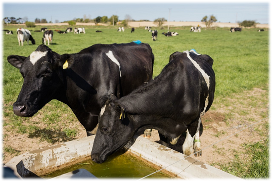 DAIRY