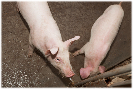 SWINE
